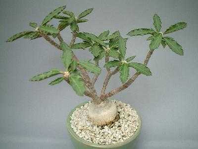 Euphorbia Decaryi